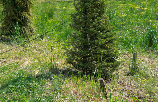 Young spruce trees supported by a wooden sticks. sticks supporting the spruce in the park. High quality photo