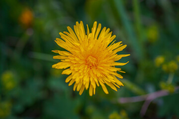 Wild Flower of Yellow Dandelion or Taraxacum. Close Up View
