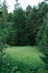 Lush green meadow in a dense coniferous forest. Siberian taiga. Calm and seclusion in local tourism