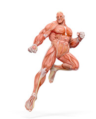 Fototapeta na wymiar bodybuilder muscle maps is landing in action in white background