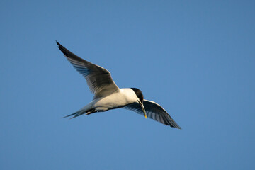 Tern bird flying in the sky!