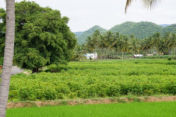 Healthy environment 