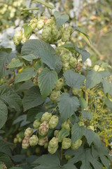 Detail of fresh hops cones