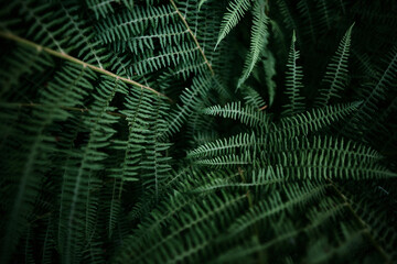 fern leaf background