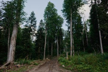 path in the forest