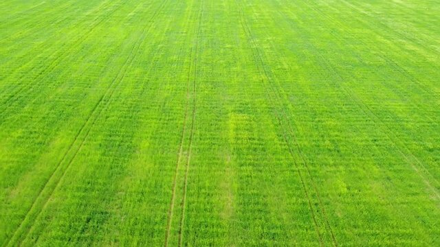 Stunning panoramic aerial drone view of the green field. Summer background, UHD, 4K