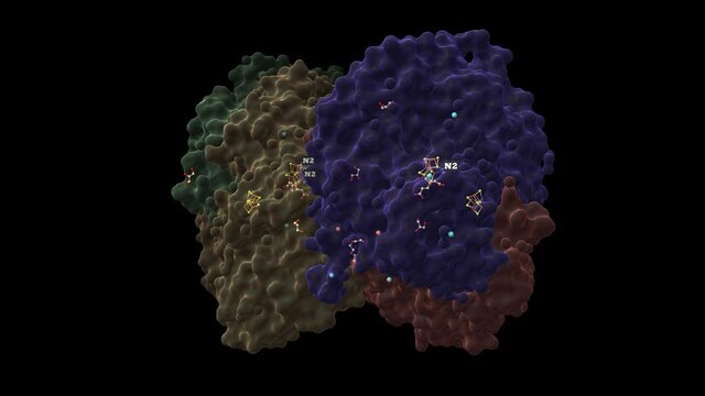 N2-bound nitrogenase MoFe-protein from Azotobacter vinelandii, animated 3D cartoon and Gaussian surface models, PDB 6ug0, black background