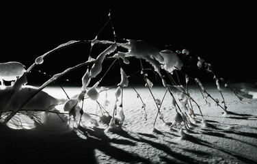 A tree covered with frozen snow