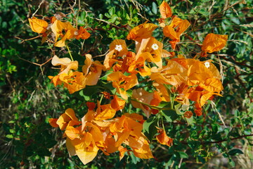 orange flower in the grass