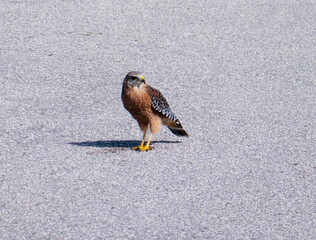 A beautiful American kestrel bird is looking for food 