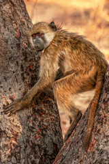 baboon monkey sitting on a tree trunk in the African savanna of Botwana