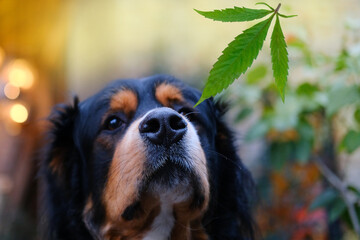 green marijuana leaf in front of nose of black rottweiler service dog detecting narcotic...