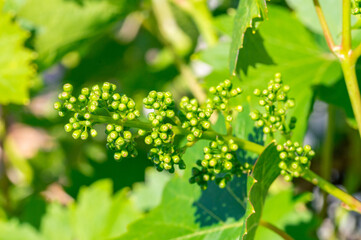 Close up on young branches of grapes in vineyard.