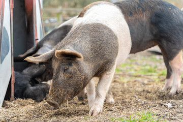 Small pig is waiting for the food at the farm