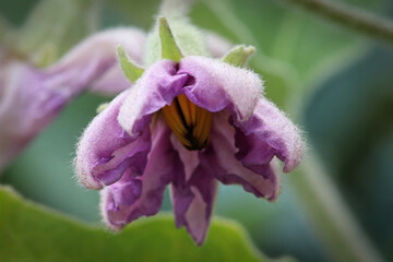 Macro photo of common eggplant flower blossoms