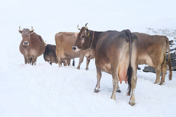 herd of brown cows walking in a barn fence in the snow in winter, dairy farming concept,...
