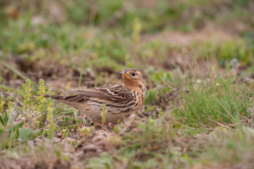 Side profile of red-throated fig (Anthus cervinus) in grass.