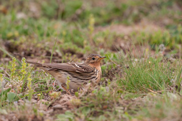 Side profile of red-throated fig (Anthus cervinus) in grass.