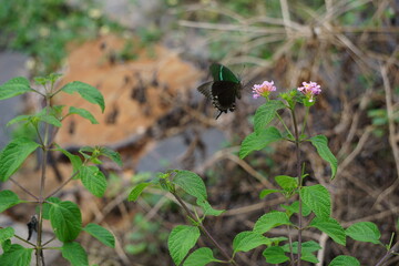 Butterfly hungry for Honey