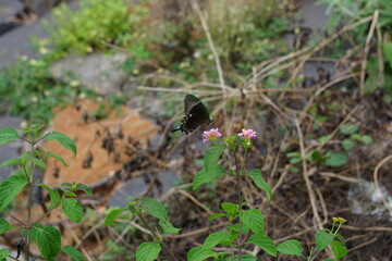 Butterfly hungry for Honey