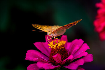 Beautiful fritillary butterfly collects nectar on Zinnia flower in the garden. Speyeria aglaja, Argynnis aglaja butterfly in the family Nymphalidae. Nature photography.
