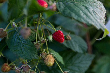 Ripe red raspberries on a bush against a background of green foliage, close-up, eco berry, raspberries saturated with vitamins, banner
