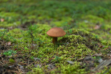 Grzybobranie. Jesień w lesie.

