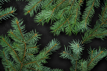 Spruce branches on a black background.