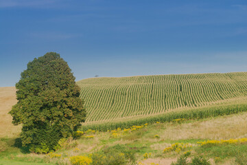 Obraz premium Samotne drzewo na polu uprawnym. Pofałdowany teren.
