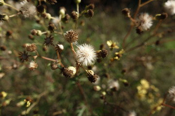 close up of the fluffy seed heads of Ragwort flowers (Senecio jacobaea) growing wild on Salisbury Plain grasslands Wiltshire UK