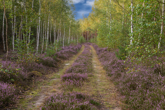 Droga przez wrzosowiska.