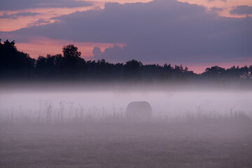 Wieczorne mgły nad łąkami.