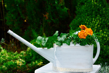 aksmaitka i bluszcz w konewce, Tagetes and ivy in a watering can © kateej