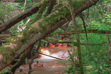 Spieniony, mały strumień płynący przez dziki las. - obrazy, fototapety, plakaty