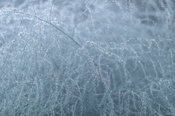 rain. raindrops on the branches of a blue photophone, rainy weather. beautiful texture of rain small droplets