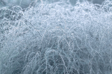 rain. raindrops on the branches of a blue photophone, rainy weather. beautiful texture of rain small droplets