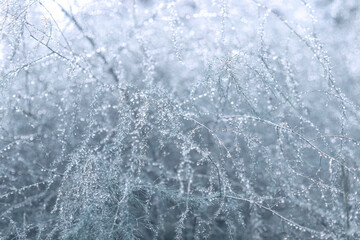 rain. raindrops on the branches of a blue photophone, rainy weather. beautiful texture of rain small droplets