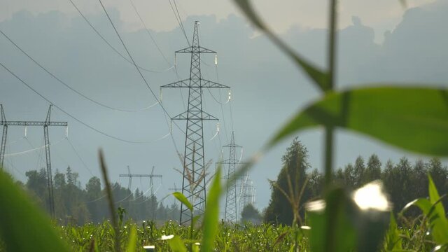 High-voltage power lines located along the cornfield