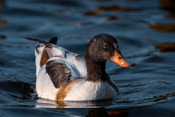 Shelducks on the water.
Close-up photo of a young common shelduck swim on the water in light
