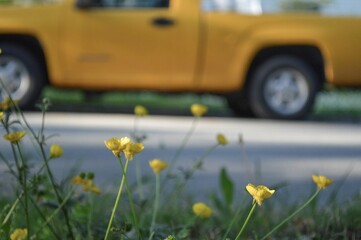 Yellow Flowers and Truck