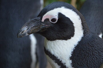 Naklejka premium penguin