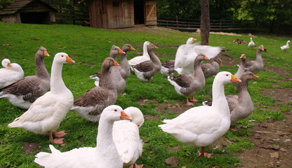 Domestic geese on the farm. Flock of fattening geese, on the rural farm for the production of meat...