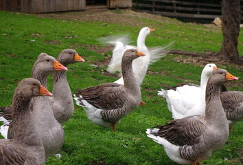 Domestic geese on the farm. Flock of fattening geese, on the rural farm for the production of meat and goose feathers. Flock of white domestic geese on the pasture. White and brown goose on farm.