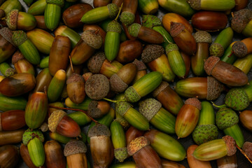 Freshly collected green and brown acorns lie random bunch