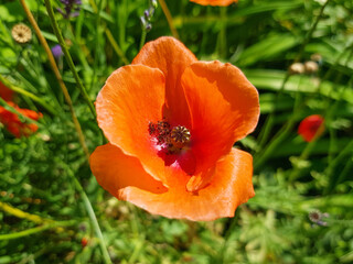 Fototapeta premium Papaver dubium (in german Saat-Mohn) Papaver dubium