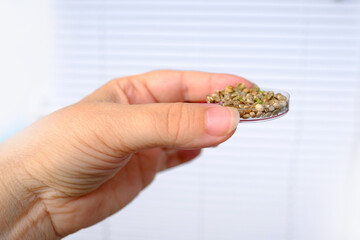 laboratory assistant doing chemical research, medical marijuana laboratory scientific research, green cannabis plants, extract production concept, people drug addiction problems