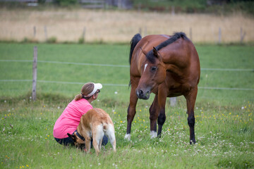 Pferd und Schäferhund mit Besitzerin