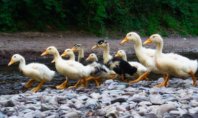 Group of ducks standing in a row, Beautiful reflection of ducks in water, Beautiful white ducks with orange beak, Ducks in water