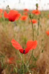 Obraz premium poppy in the camp