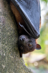 flying fox south east asia